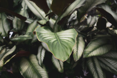 Full frame shot of plants growing on field