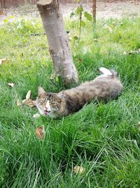 Portrait of cat lying on grass