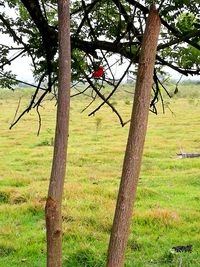 Trees on field in forest