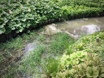 High angle view of plants growing on land
