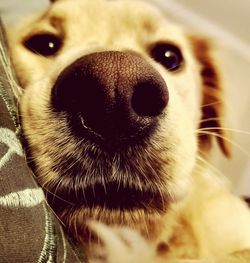 Close-up portrait of dog