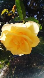 Close-up of yellow flower blooming outdoors