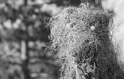 Close-up of plant against blurred background