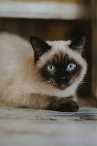 Close-up portrait of kitten