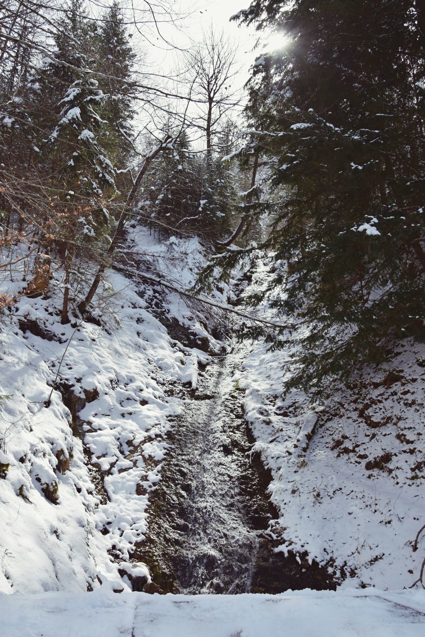 SNOW COVERED PLANTS IN FOREST