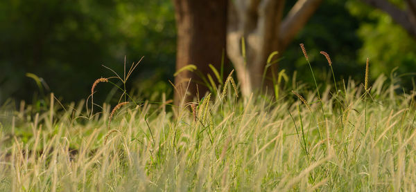 plant