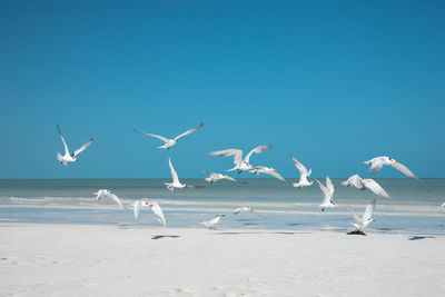 Terns flying on shore at beach against sky