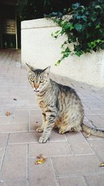 Portrait of cat sitting on footpath