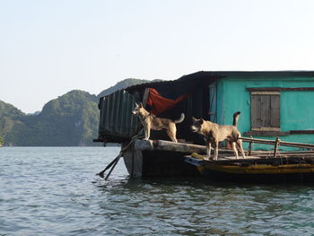 Dogs on boat of swimming fishing village,  ha long bay, vietnam