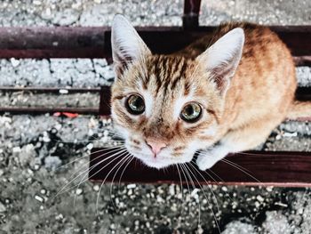 Close-up portrait of tabby cat