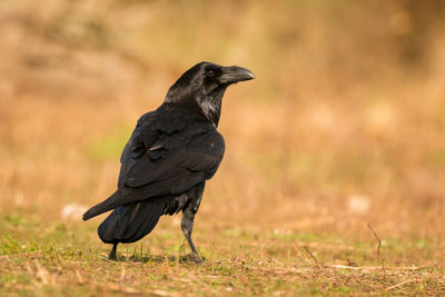 Bird perching on a field