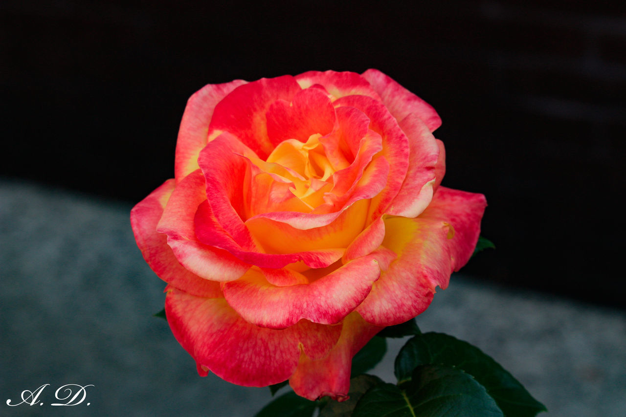 CLOSE-UP OF PINK ROSE FLOWER