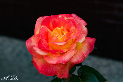 Close-up of rose flower against black background