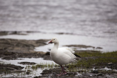 White-morph snow goose with food in its beak coming onto the north shore from the st. lawrence river
