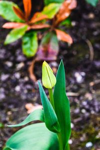 Close-up of plant leaves on field