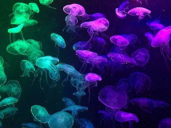 Jellyfish swimming in sea