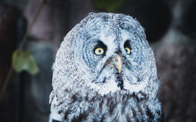 Close-up portrait of owl