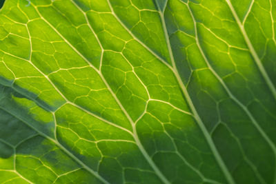 Full frame shot of green leaves