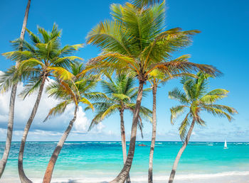 Coconut palm trees on beach against blue sky