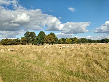 View of trees on field against sky