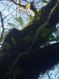 Low angle view of trees in forest against sky