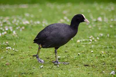 Black bird on grass