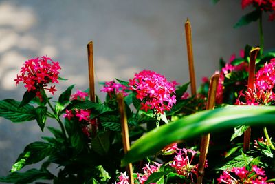 Close-up of pink flowers blooming outdoors