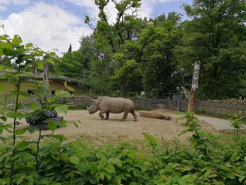 Elephant and plants against trees