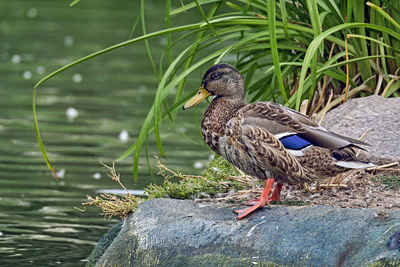 Close-up of bird perching on rock by lake