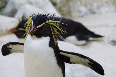 Close-up of penguin outdoors