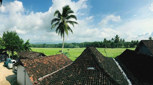 Panoramic view of coconut palm trees on field against sky