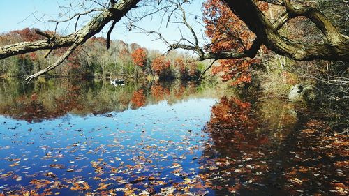 Reflection of trees in water