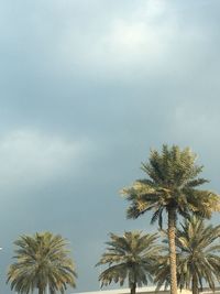 Low angle view of palm trees against sky