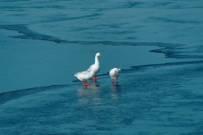Geese perching on frozen lake