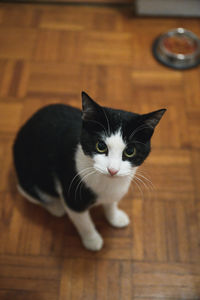 Portrait of a cat