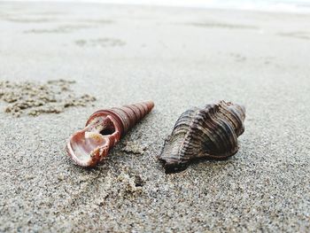 Close-up of seashell on beach