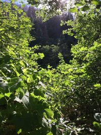 Plants growing on tree