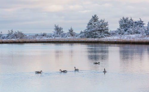 Ducks swimming in lake against sky