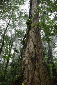 Low angle view of trees in forest