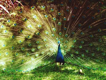 Peacock with fanned out tail