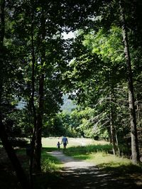 Footpath in park