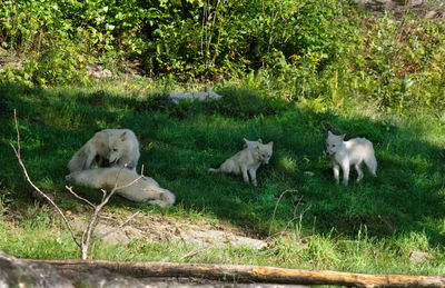 Sheep on grass