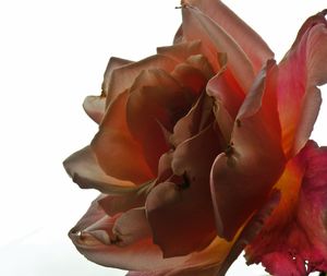 Close-up of rose against white background