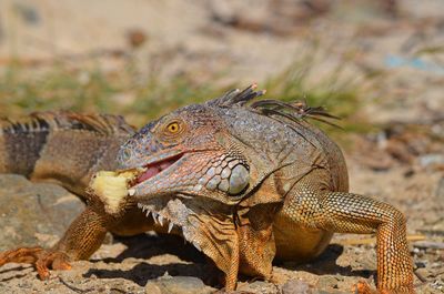 Close-up of lizard on land