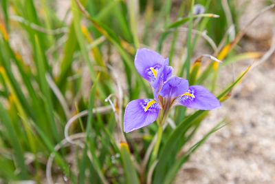 Close-up of purple crocus flowers on field