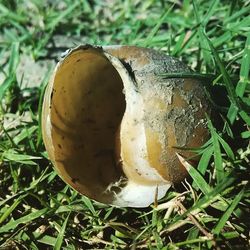 Close-up of snail on grassy field