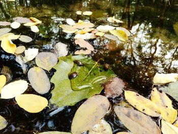 Water lily in stream