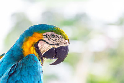 Close-up of a parrot