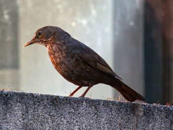 Close-up of young blackbird perching on garden wall.