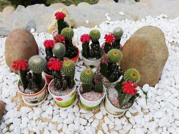 High angle view of prickly pear cactus